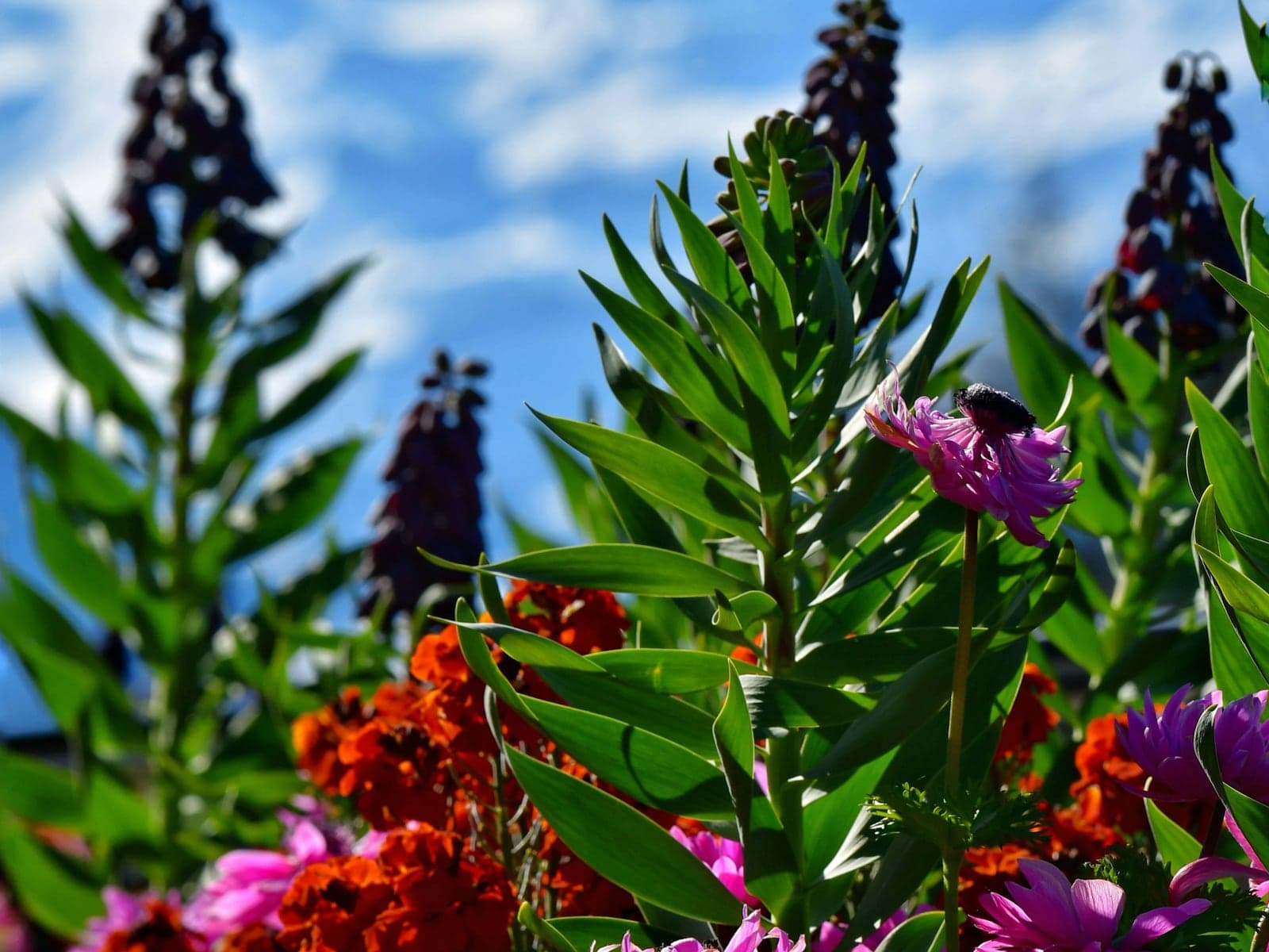 Alpine planting in flower with the snow line behind it.